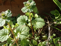 Lamium amplexicaule