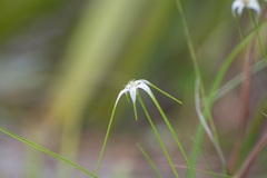 Rhynchospora floridensis image