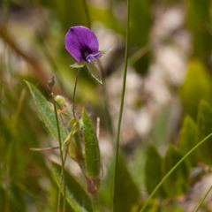 Psoralea monophylla