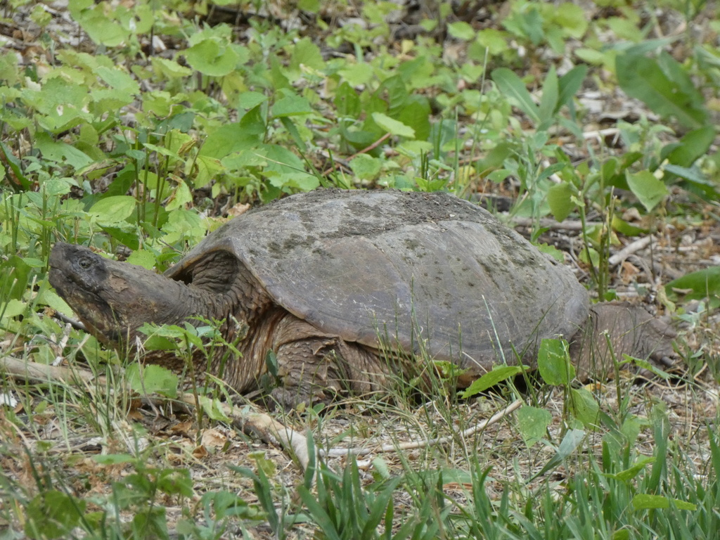 Common Snapping Turtle from Mahoney Park, Lincoln, NE, US on June 2 ...