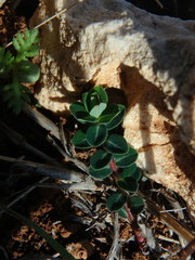Euphorbia dimorphocaulon
