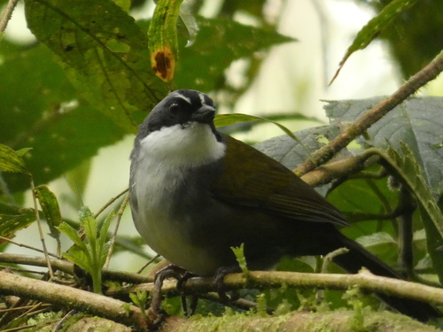 Grey-browed Brushfinch (Arremon assimilis), photo 9