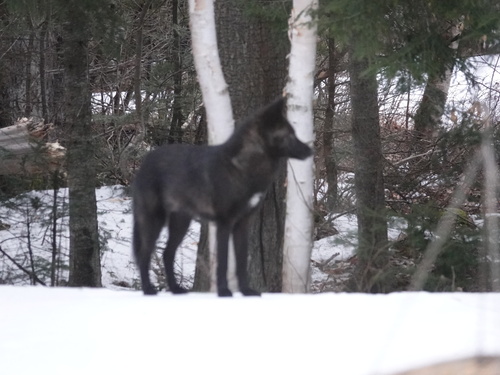 Coyote photographed in New Hampshire
