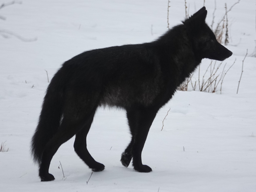 Melanistic coyote standing on plain snow, Jefferson, New Hampshire