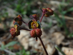 Euphorbia dimorphocaulon