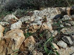 Euphorbia dimorphocaulon