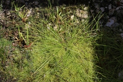 Isolepis inundata
