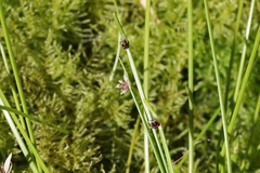 Isolepis inundata