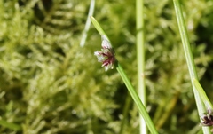 Isolepis inundata