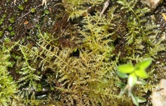 Eurhynchium muriculatum