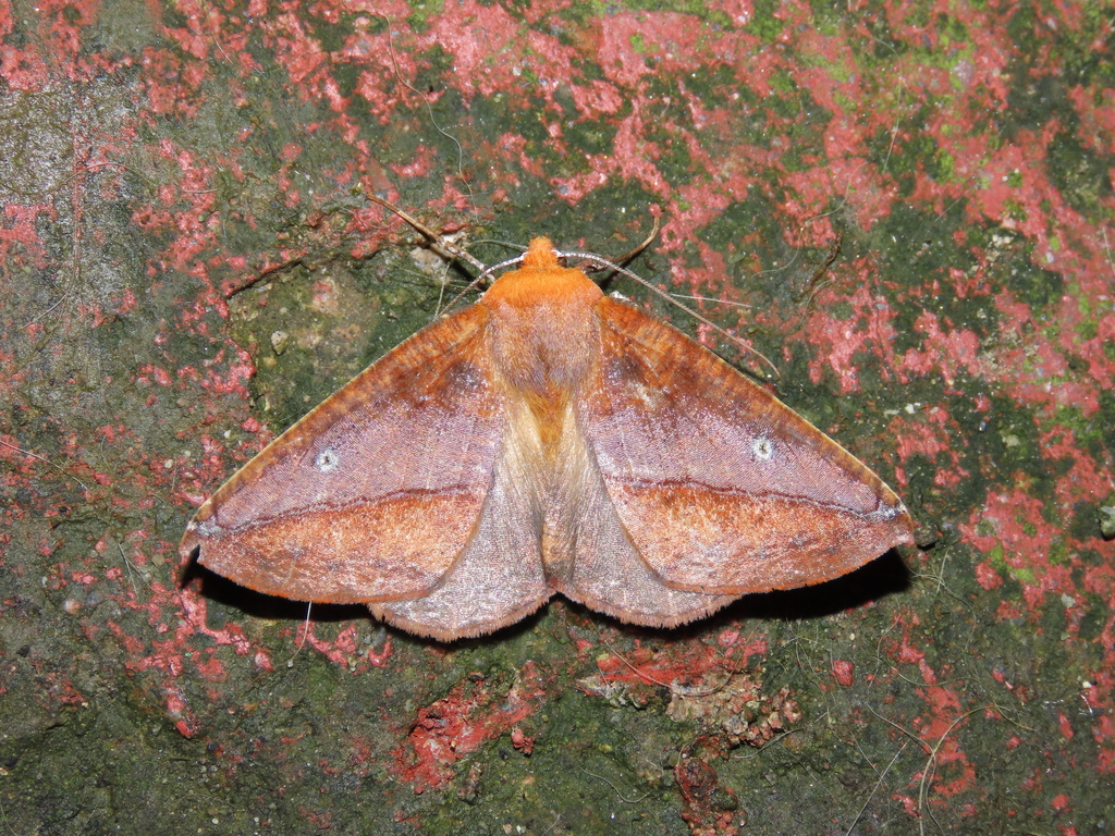 Bassania hilaris