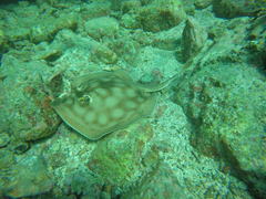 Urobatis concentricus