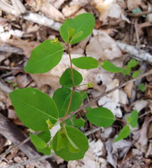 Euphorbia mercurialina