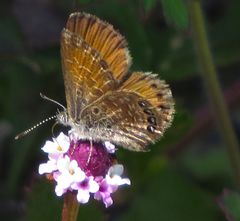 Brephidium pseudofea