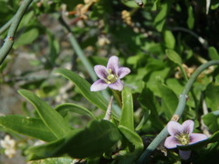 Lycium schweinfurthii