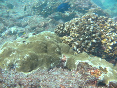 Porites lobata