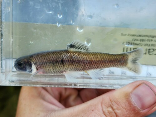 Bluntnose Minnow