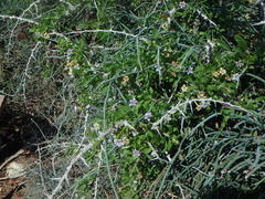 Lycium schweinfurthii