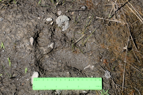 Black Bear Tracks – NatureTracking