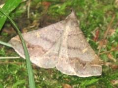 Renia flavipunctalis