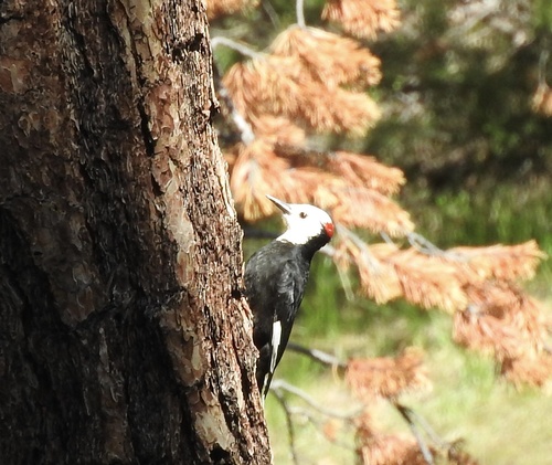 iNaturalist observation photo of White-headed Woodpecker