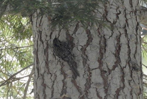 iNaturalist observation photo of Brown Creeper