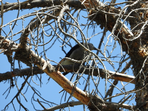 iNaturalist observation photo of Clark's Nutcracker