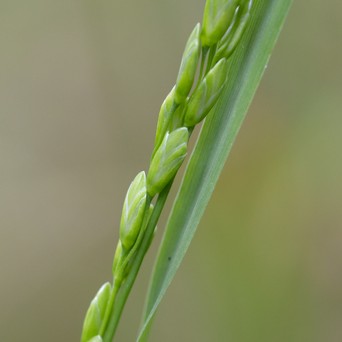 Forest ricegrass (Tetrarrhena laevis)