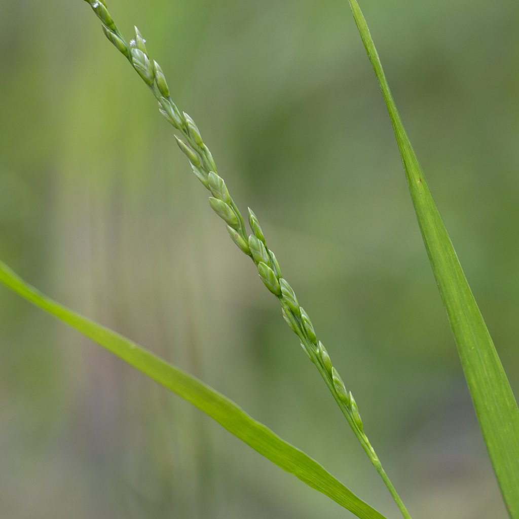 Tetrarrhena laevis