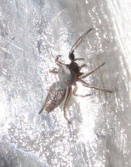 Tutelina