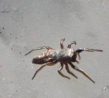 Tutelina