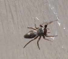 Tutelina