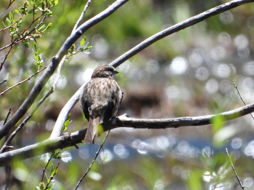 iNaturalist observation photo of Song Sparrow