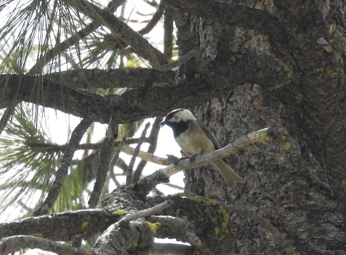 iNaturalist observation photo of Mountain Chickadee