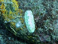 Stenoplax limaciformis image