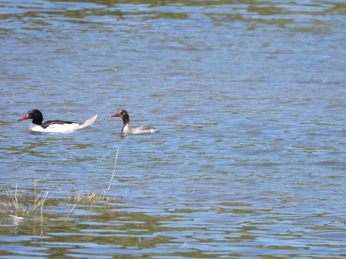 iNaturalist observation photo of Common Merganser