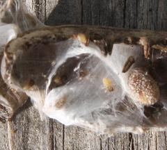 Tutelina