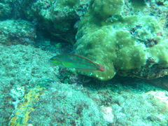 Halichoeres chierchiae