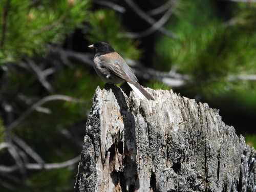 iNaturalist observation photo of Dark-eyed Junco