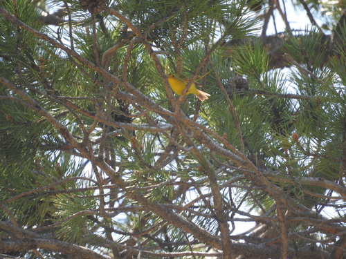 iNaturalist observation photo of Wilson's Warbler