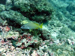 Lutjanus argentiventris