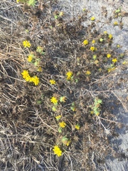 Centromadia parryi australis