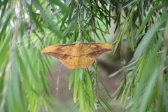 Copaxa syntheratoides