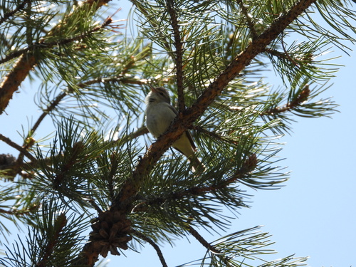 iNaturalist observation photo of Western Warbling Vireo