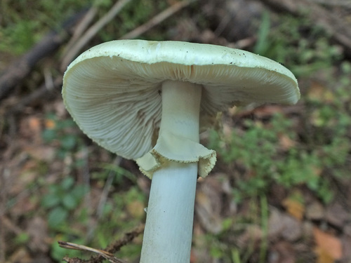 False Death-cap