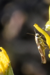 Scythris trivinctella