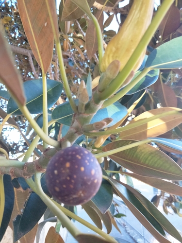 Ficus macrophylla