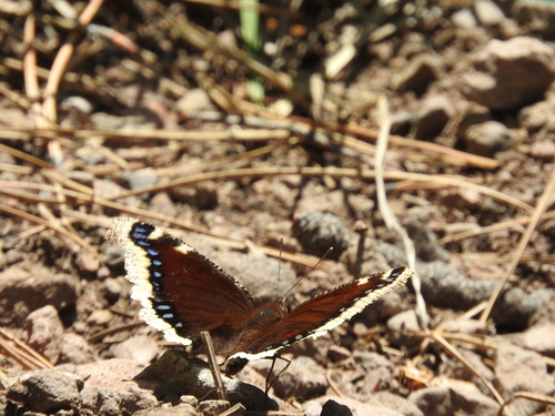 iNaturalist observation photo of Mourning Cloak