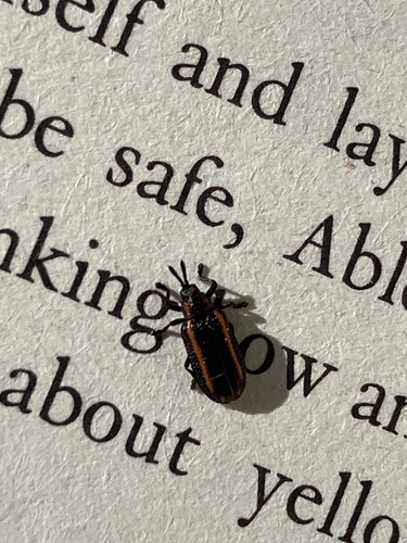 Microrhopala xerene photo 4