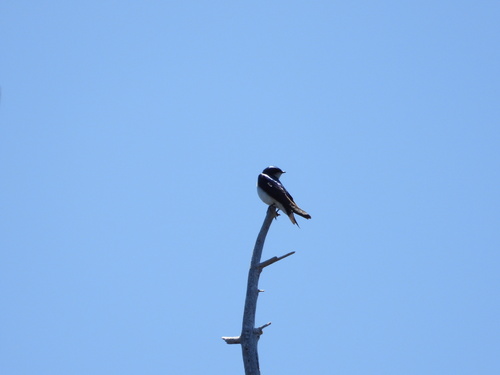 iNaturalist observation photo of Tree Swallow